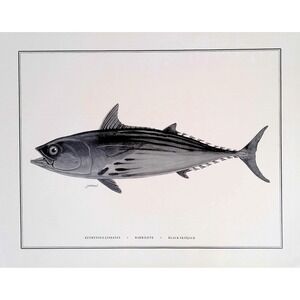 1985 Black Skipjack Fish Wall Art Print J Orellana Vintage Book Plate 11x14
